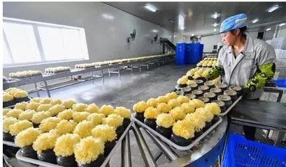 訪企業、解難題、促“六穩”——尤溪 深入項目一線為企精準把脈，力促商貿繁榮發展